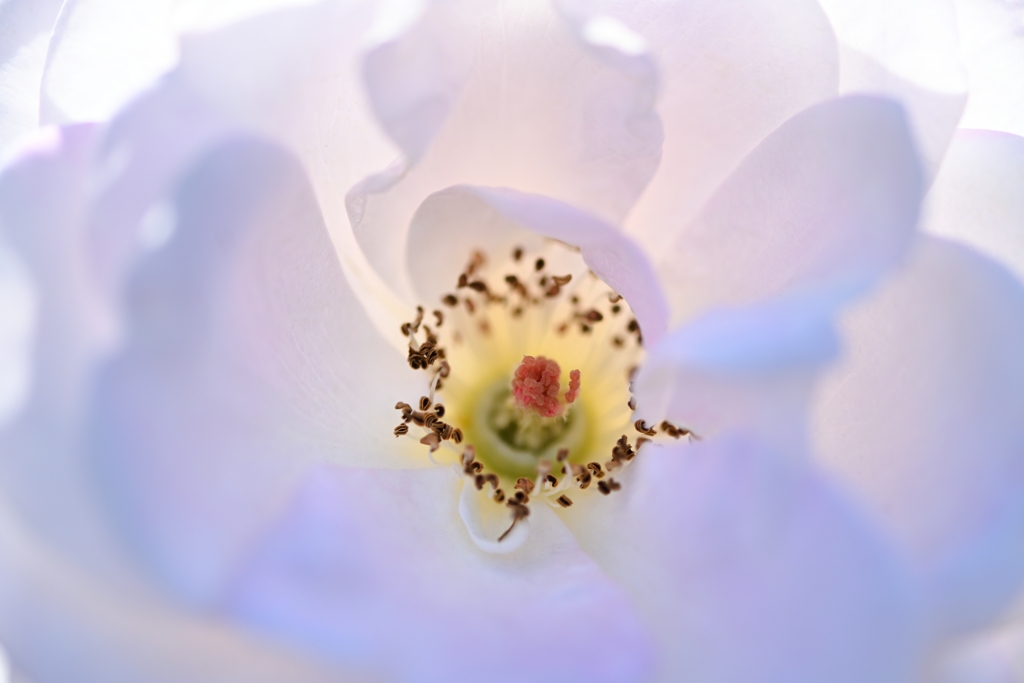 花ぼんぼり