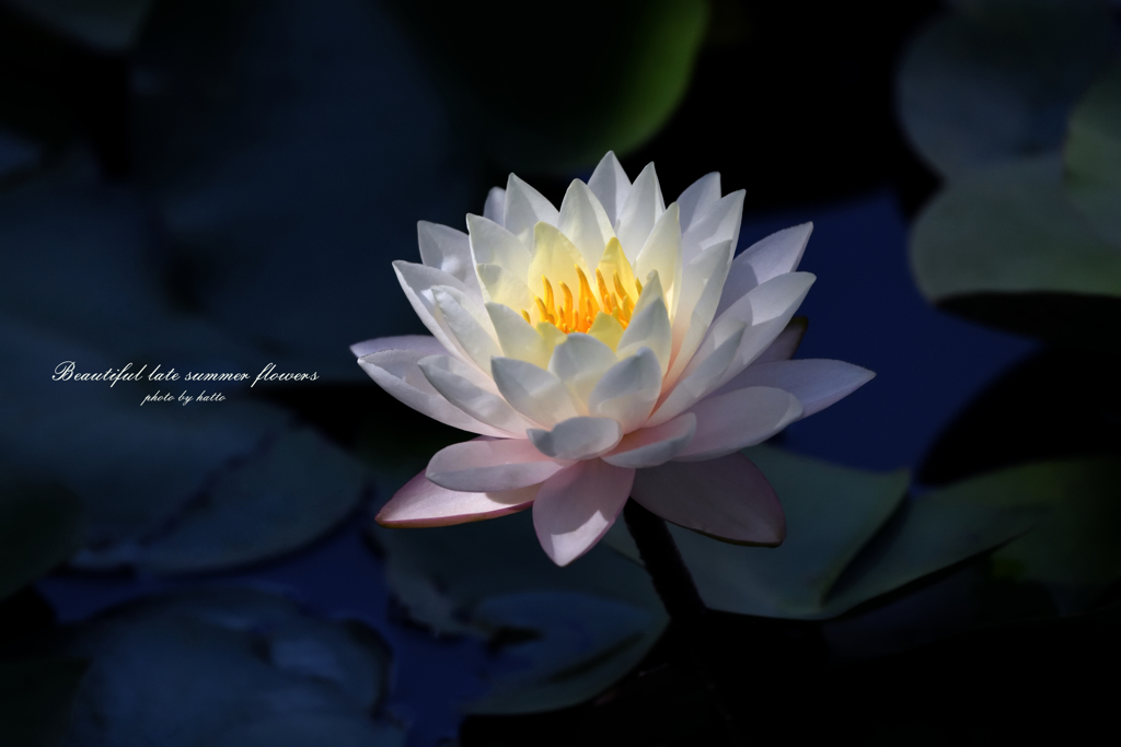 麗容の晩花