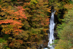 紅葉響く