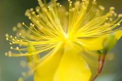 花盛り