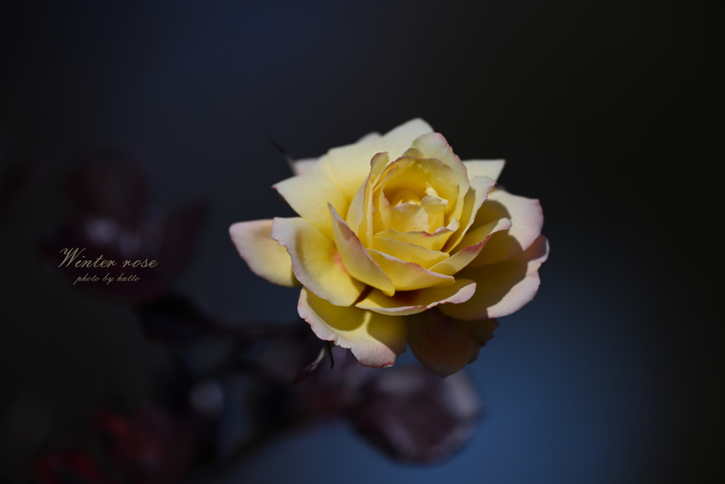冬の薔薇