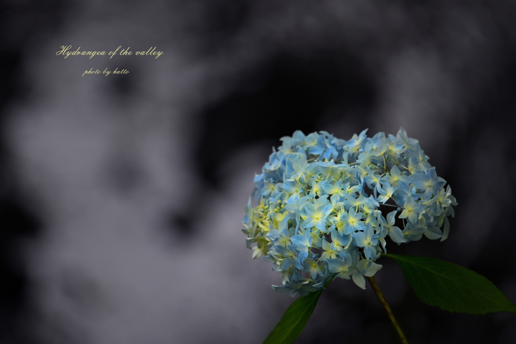 Hydrangea of the valley