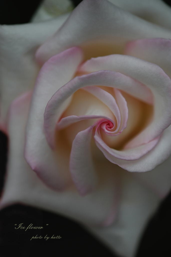 Ice flower