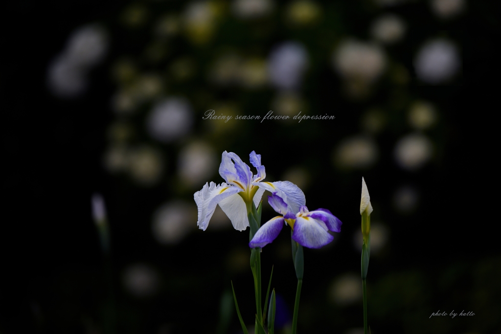 梅雨花の鬱鬱