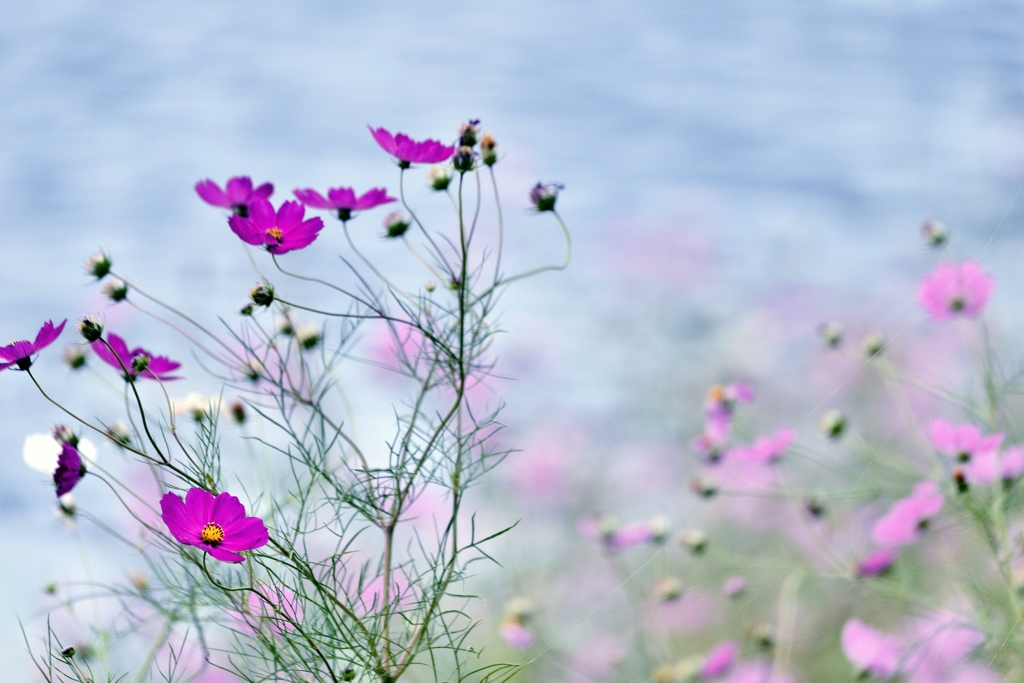 湖畔の秋桜