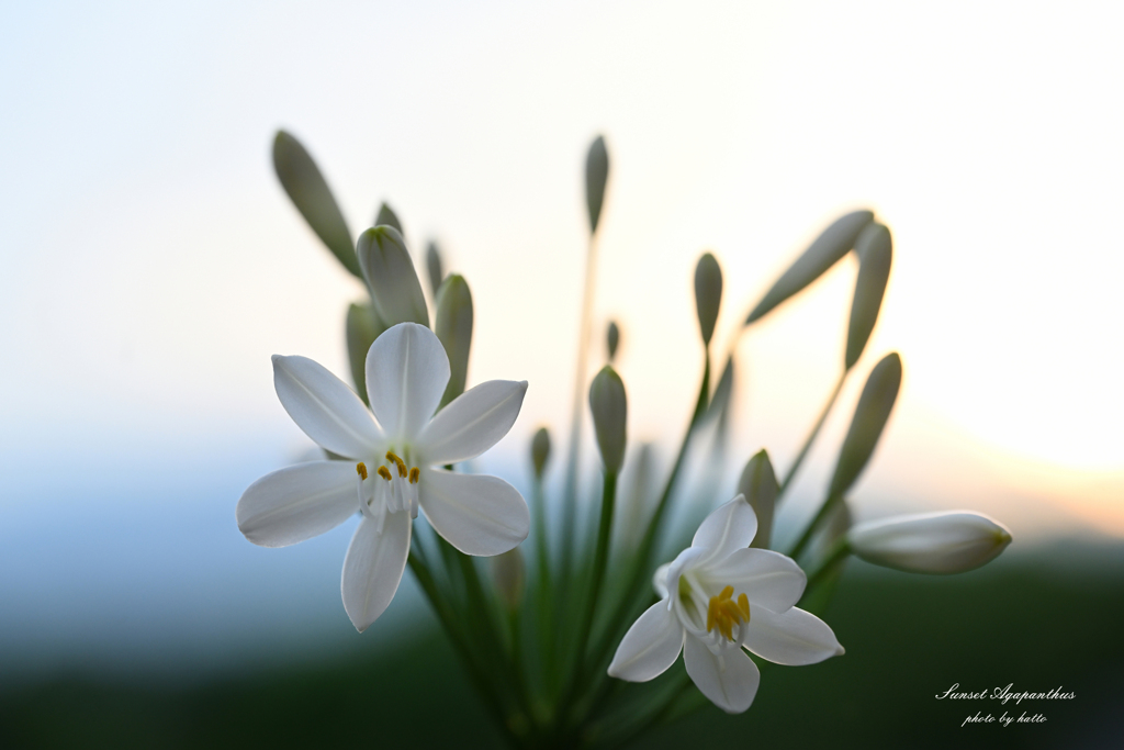 Sunset Agapanthus