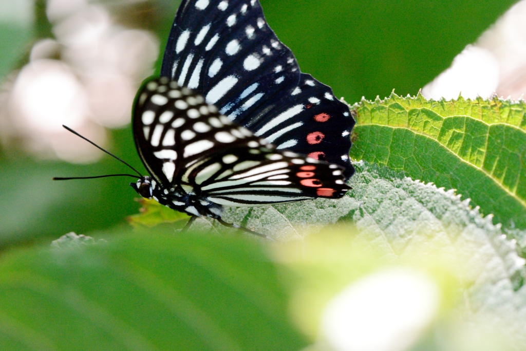 アカボシゴマダラ