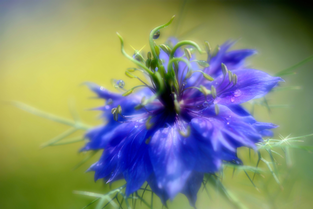 Love in a mist（霧のなかの恋）
