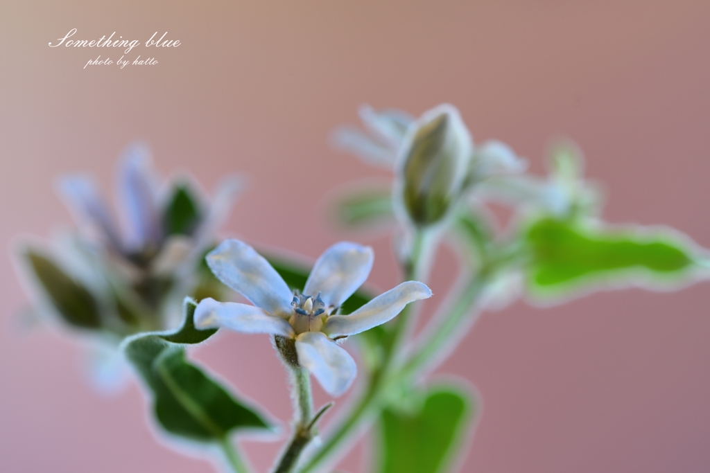 Something blue