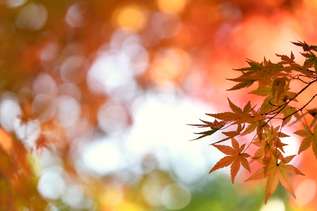 秋色暈繝