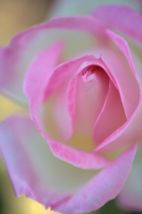 Princesse de monaco