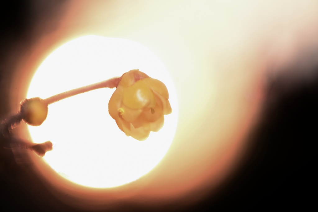 GoldenEye