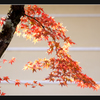 茜雲の如く