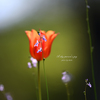 A shy person's joyⅡ
