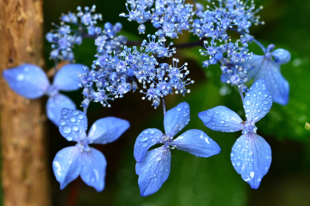 L'amour est bleu