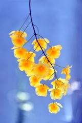 天性の華をもつ