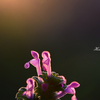 Henbit