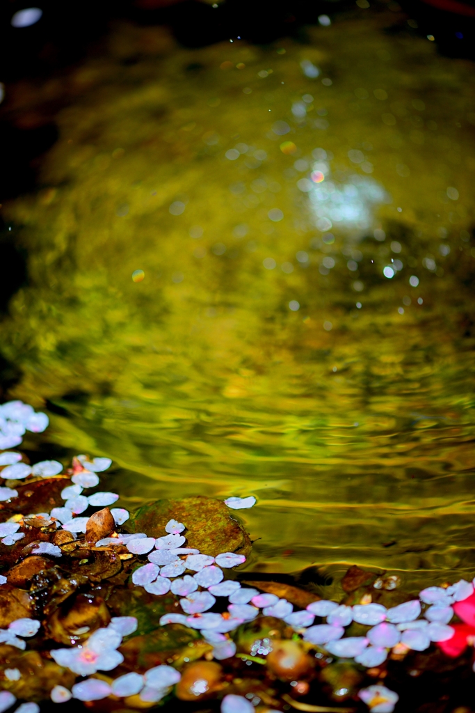 （再）桜　筏