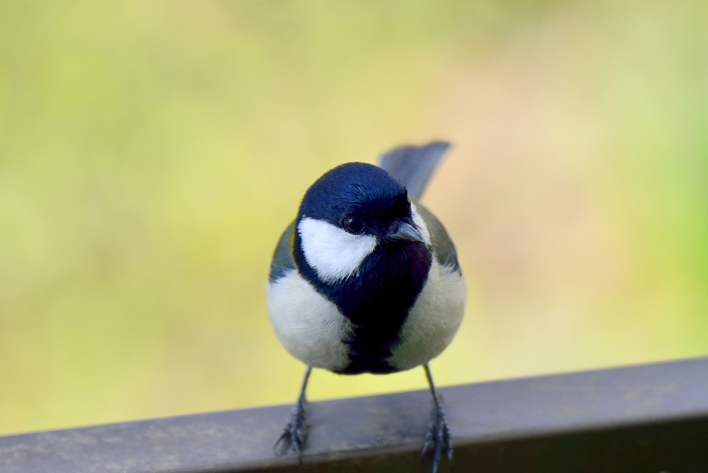 春よ！Ⅲ