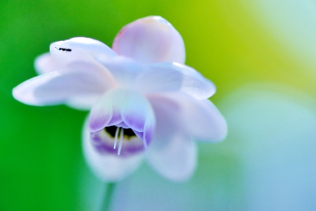 花　鈴Ⅵ