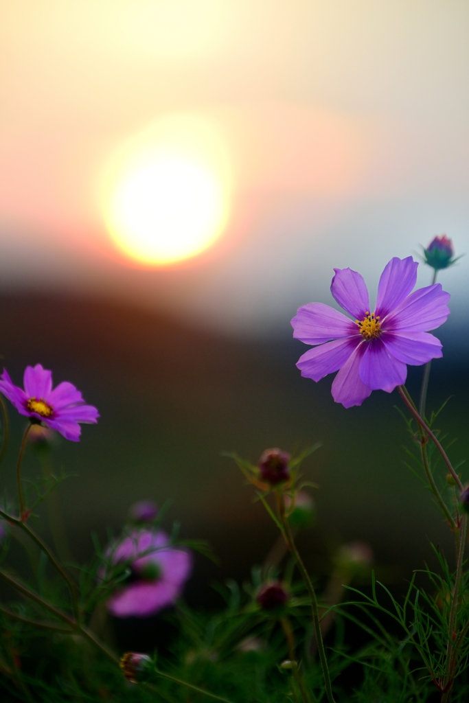 夕　秋　桜