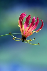 Flame lily