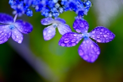 瑠璃色の梅雨Ⅱ