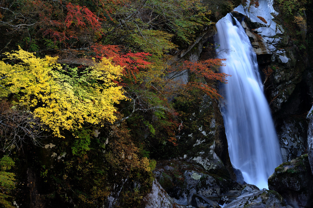 白壁、紅葉と競う