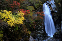 白壁、紅葉と競う