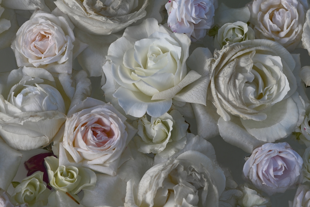 How many roses are there？