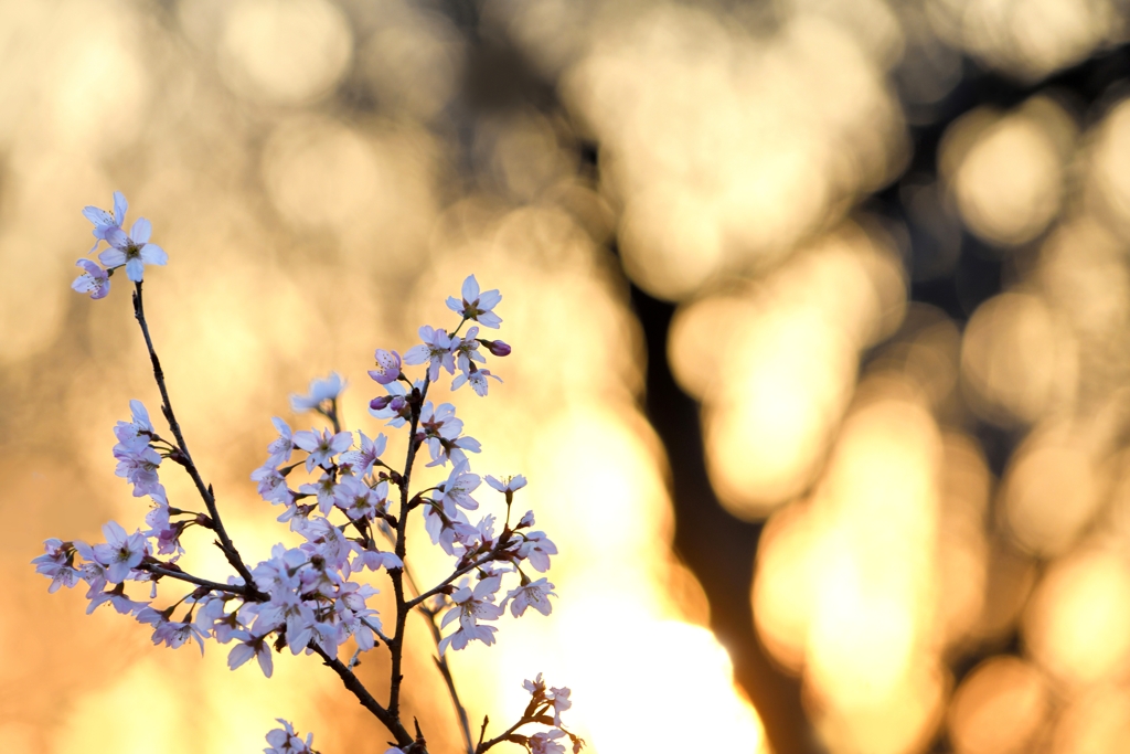 かぎろうの桜宴