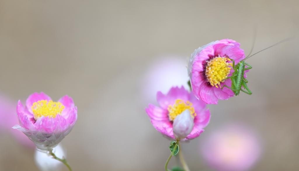 ローダンテを愛した虫たち