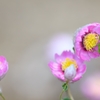 ローダンテを愛した虫たち