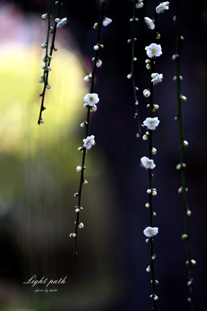 光　条（こうじょう）