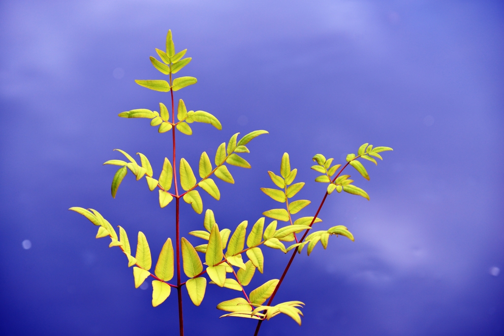 木の芽風