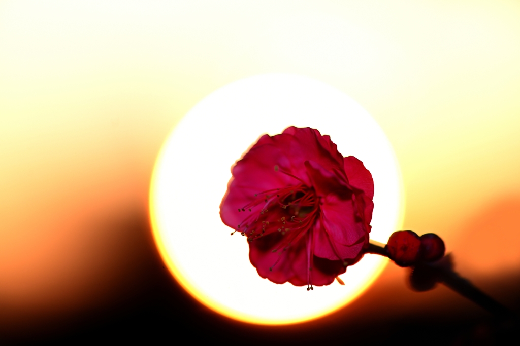 早春、深紅の肖像画