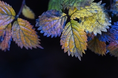 小紫陽花の秋Ⅱ