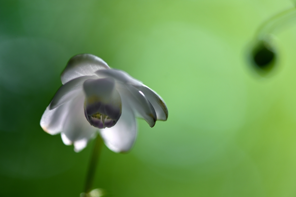 緑陰の花鈴