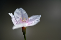 春の肖像Ⅱ