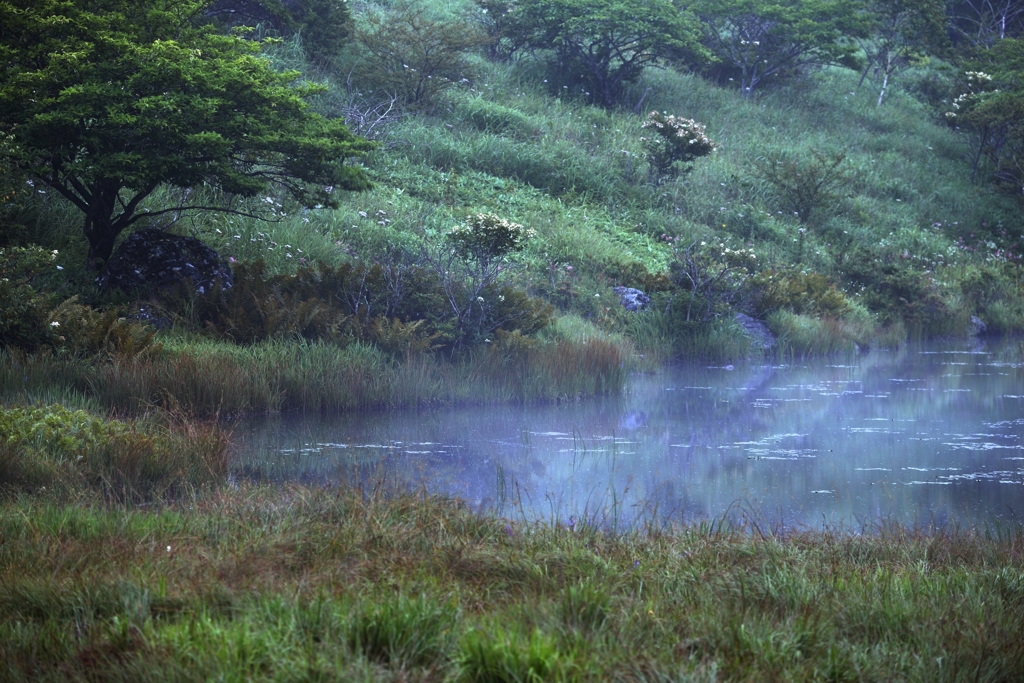 朝朧開けの湿原
