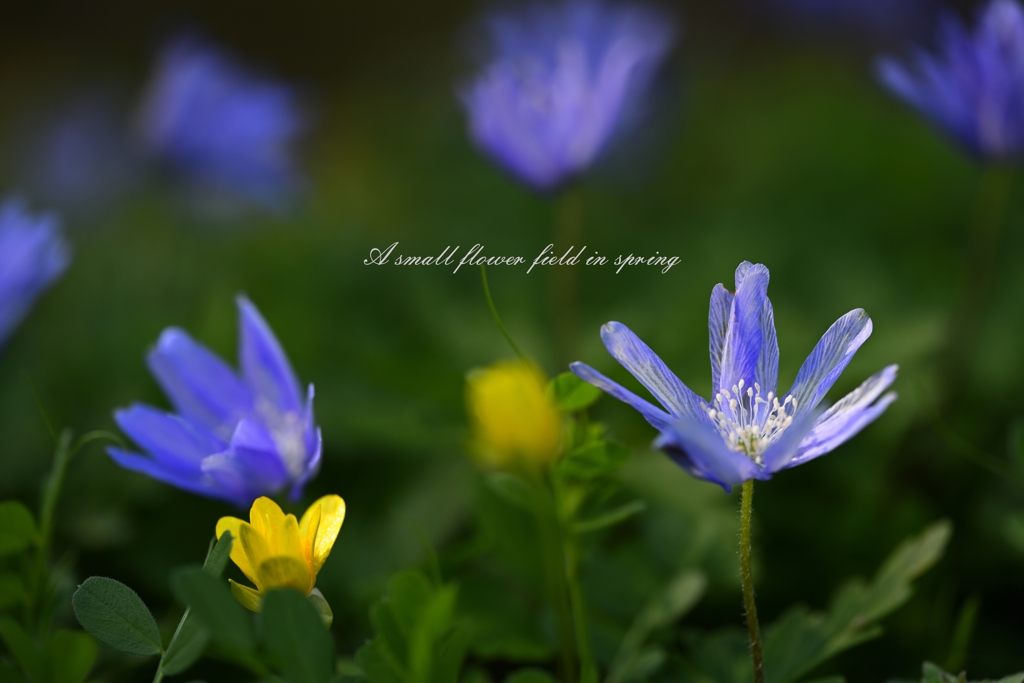 春の小さなお花畑