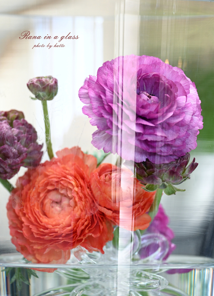 Rana in a glass