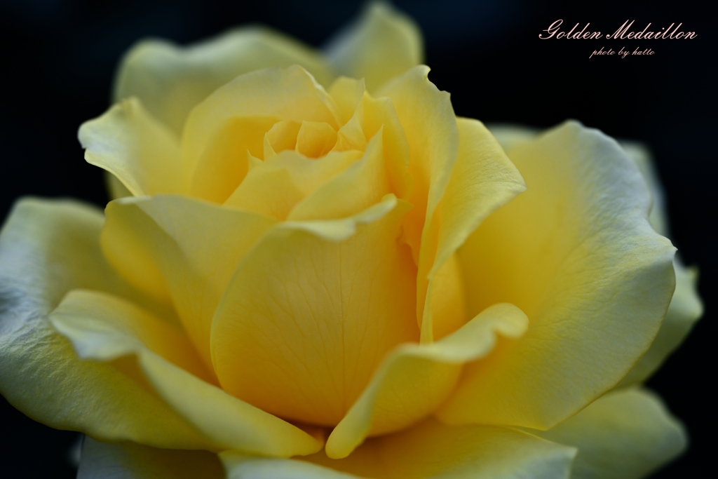 Golden Medaillon