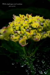 Yellow hydrangea and raindrops