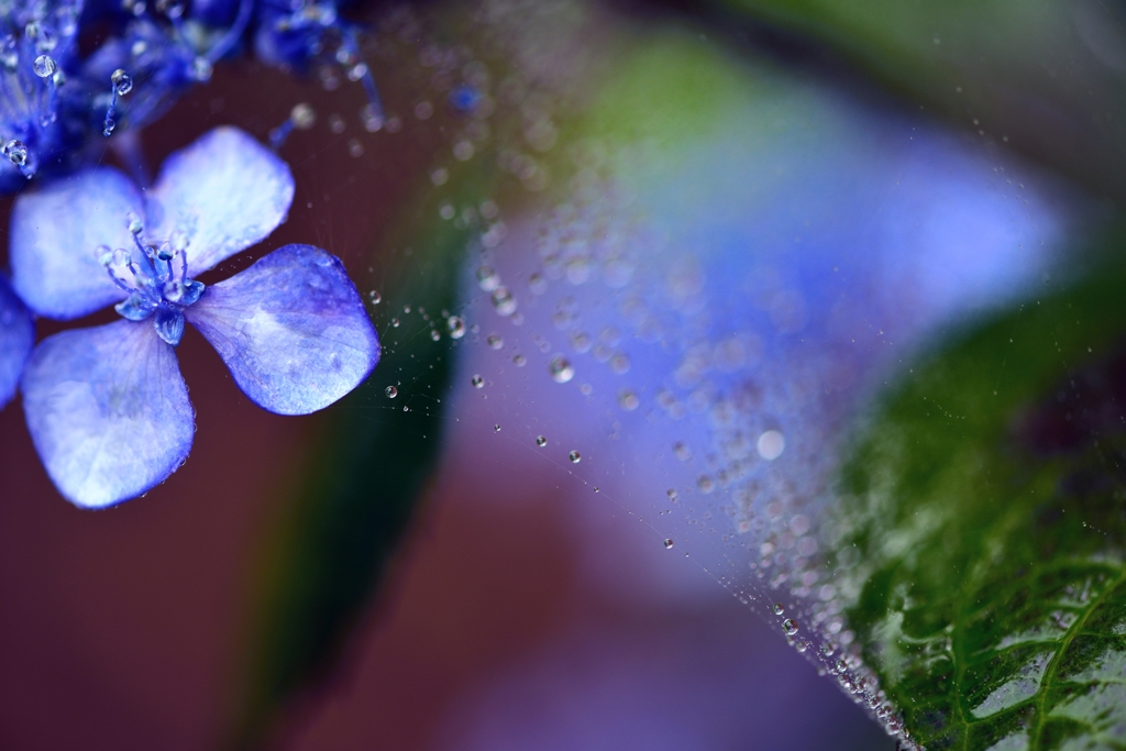 梅雨のハーモニー