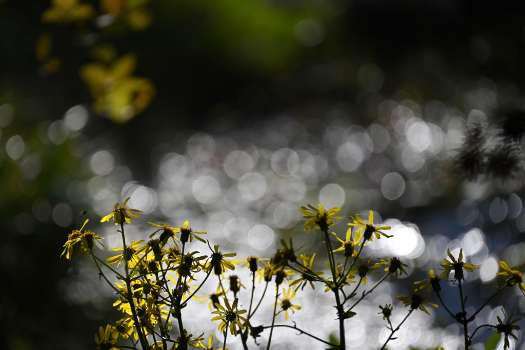 乱　菊