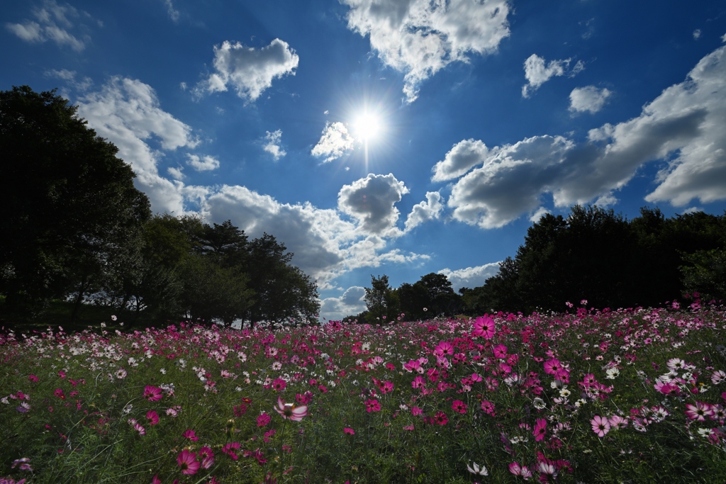 追慕の花の丘