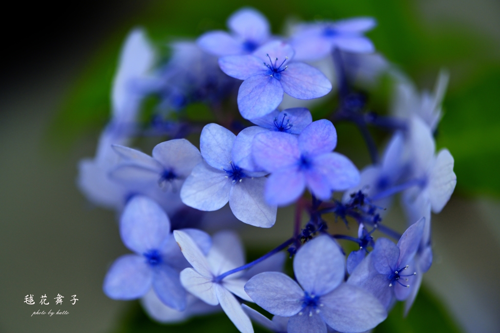 毬 花 舞 子