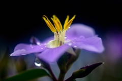 謙虚な輝き