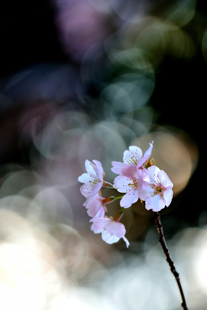 五千枚  桜燦々（有り難うございます）